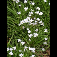 Smyrnium perfoliatum (fam. Apiacees) (Europe sud et centre, Asie mineure, Caucase) (3)